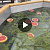 video0